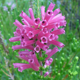 Erica verticillata